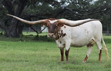 RJF MVP Cowgirl - Tag 040