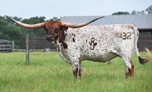 RJF ASTONISHING 132