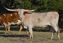 RJF REBEL'S LADY LILLIE 304