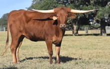 JH RURAL SAFARI SON X HL BRICKHOUSE (H) TAG 350