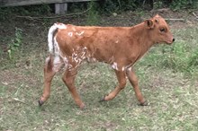 Gunsmoke Chex bull