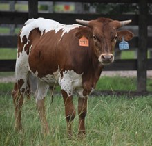 COWBOY TUFF CHEX X BRICKHOUSE ET -B TAG 441
