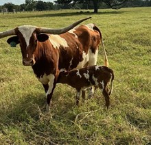 RJF CHA-CHING MY BELL 102 X REBEL HR (B) TAG 529