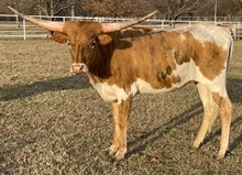 Dazzle 21 Heifer