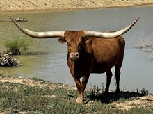 Texana Red HLLV