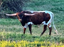 COWBOY TUFF TEXAN