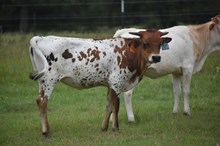 COWBOY TUFF CHEX X OK LADY PAT 555 ET (H) TAG 472