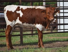 JH RURAL SAFARI SON X LC OPTIMUS STAR HEIFER (ET)