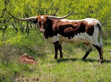 Frigg x Sam Chex bull calf