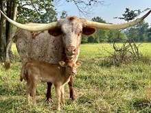Heifer #6