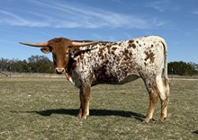 #16 #G36 REBEL X 20G SPECIAL