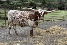 RJF TUFF'S REFLECTION