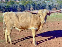 PCC CHIEF YELLOW BULL 