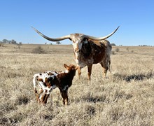 DCT - JH RURAL SAFARI SON x HIL5 IVY ROSE (B)
