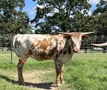 RJF LADY ROSEMARY