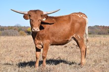 #2136 - RJF Rio Net Worth x Rebel HR