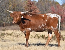 #2147 - TCC Brindle Delight x Rebel HR