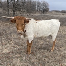 #2157 - HR Rescued x Rebel