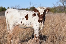 #2217 - GF Primrose x Rebel HR