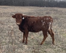 #2218 - Bayou Star x Rebel