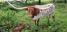#2227 - Shy Iron X Rebel HR