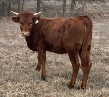 #2230 - HR Whiz Bang x Rebel HR