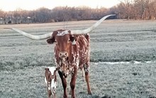 #2305 - Texana Tempest x Rebel