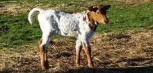 #2307 - HR Rose Bud x Rebel