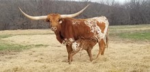 #2311 - HR Spring BJX x Rebel
