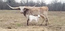 #2312 - CV Running Brook x Rebel