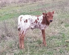 #2314 - HR Rip Dandy x Rebel  HR