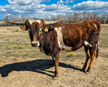 DCL Pebbles Of Cali Gold