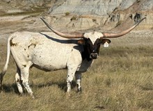 RJF Belle Of The Ball