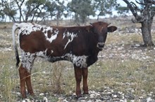 Heifer Calf 1