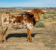 DCL Speckles McRedfox