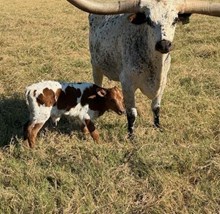 RJF MAMA WANTS X REBEL HR TAG 535