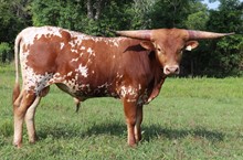 Bull calf 2020 Fifty-Fifty x Bandita Roja BCB