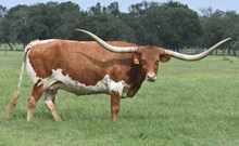 RJF AWESOME COWGIRL