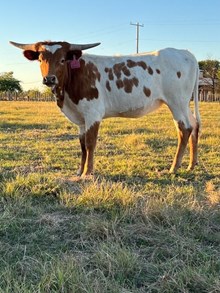 Kid Rock/Rosegold Confetti heifer 2