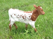 Maiden Heifer