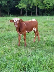 Rebel Heifer